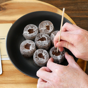 How to | Sowing seed in coir pellets