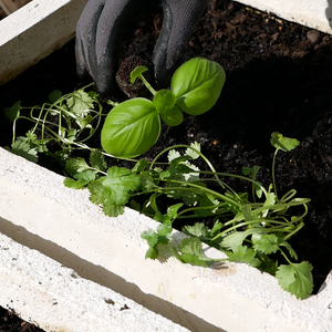 How to | Transplanting your seedlings